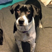 Image of lost pet: Ginnah, a Black, White Mixed Dog