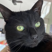 Image of lost pet: Ned, a Black Domestic Shorthair Cat